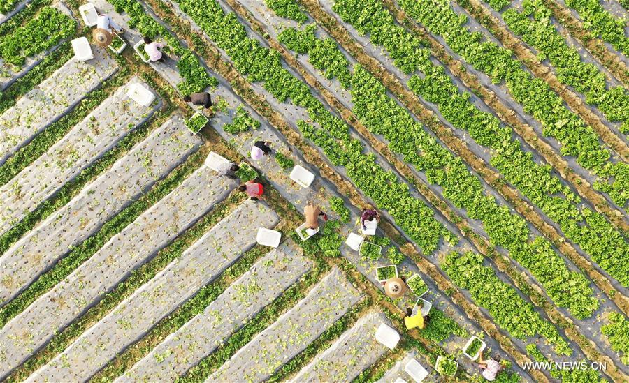 الصورة: حصاد الخس في قرية جنوب غربي الصين