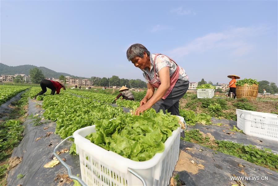 الصورة: حصاد الخس في قرية جنوب غربي الصين