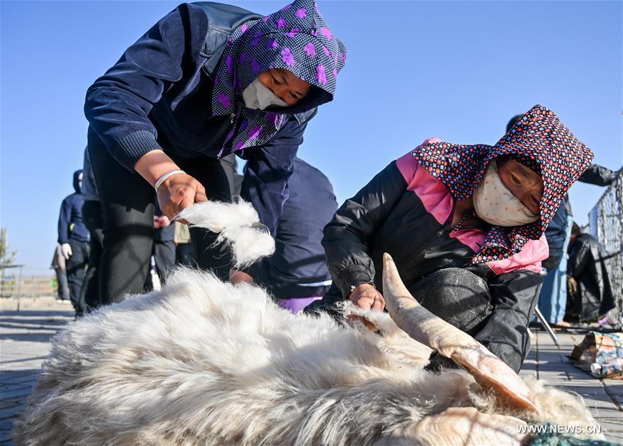 الصورة: مراع بشمالي الصين تستقبل موسع جز الصوف وتمشيط الكشمير