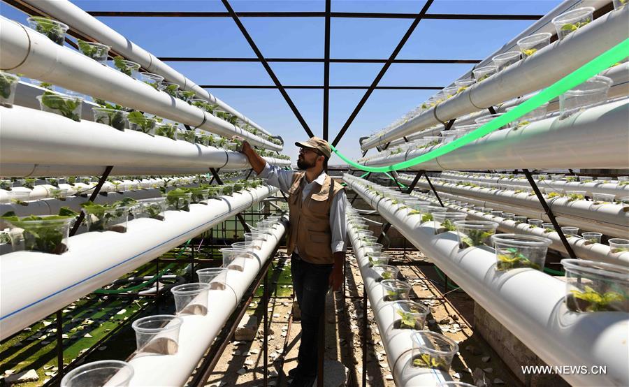 SYRIA-DAMASCUS-AGRICULTURE-PROJECT