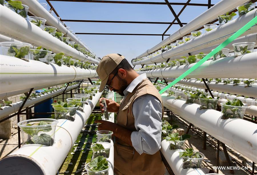 SYRIA-DAMASCUS-AGRICULTURE-PROJECT