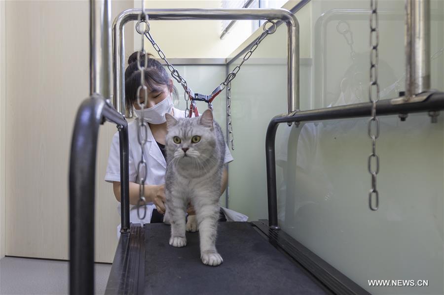 الصورة: حيوانات أليفة مريضة تتلقى علاج الوخز بالإبر والتدليك في شرقي الصين