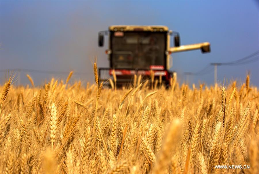 الصورة: حصاد القمح بشمالي الصين