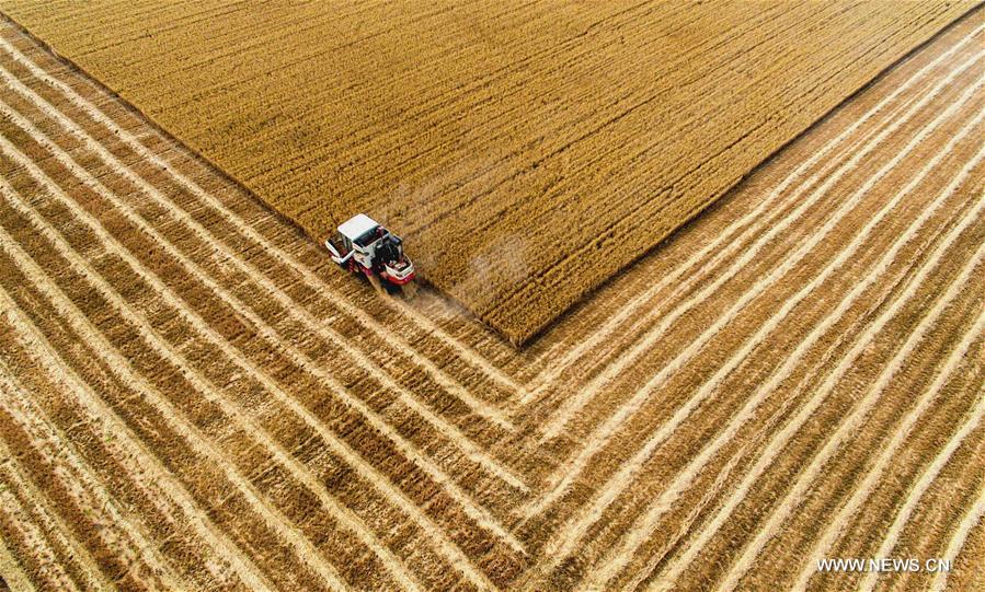 الصورة: حصاد القمح بشمالي الصين