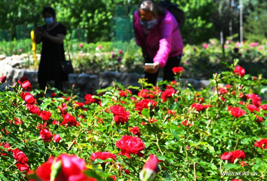 الصورة: تفتح براعم الزهور في شمال شرقي الصين