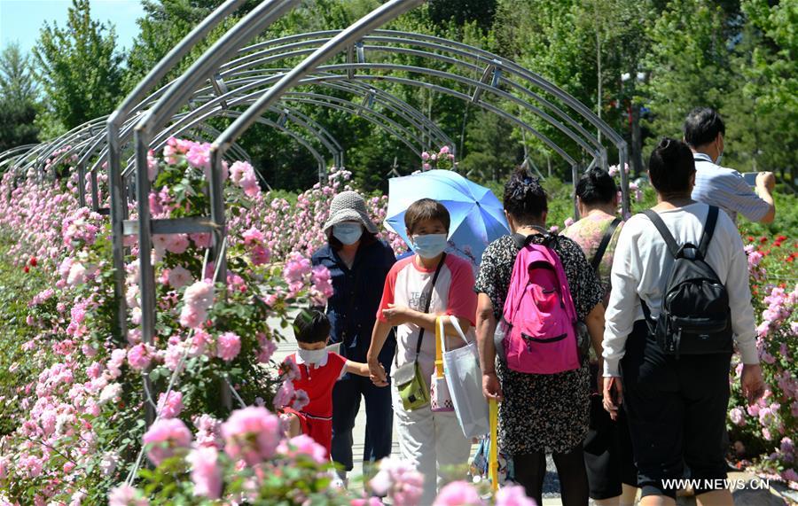الصورة: تفتح براعم الزهور في شمال شرقي الصين