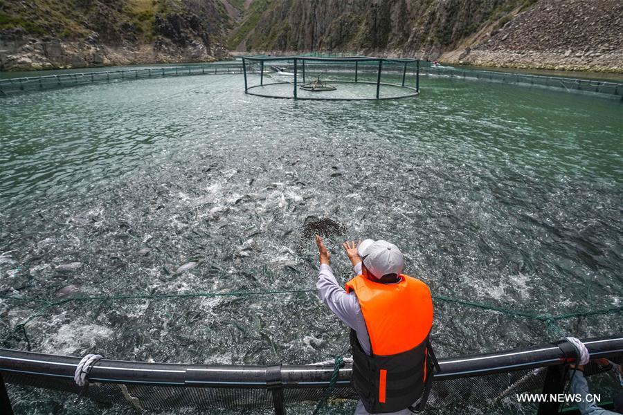 الصورة: تربية أسماك المياه الباردة تساعد الفلاحين على التخلص من الفقر في شينجيانغ