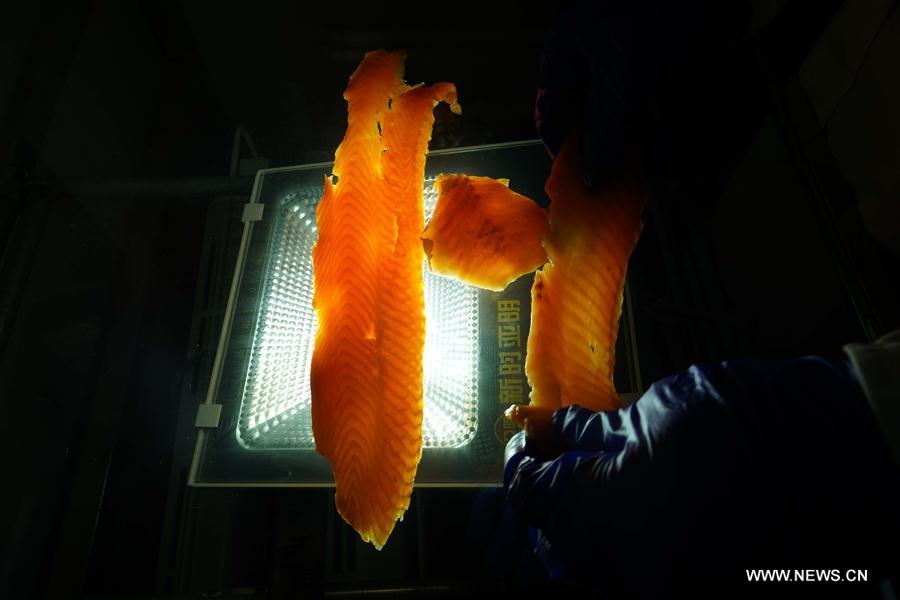 الصورة: تربية أسماك المياه الباردة تساعد الفلاحين على التخلص من الفقر في شينجيانغ