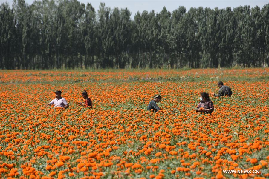 الصورة: زراعة  الأقحوان للتخلص من الفقر في شينجيانغ