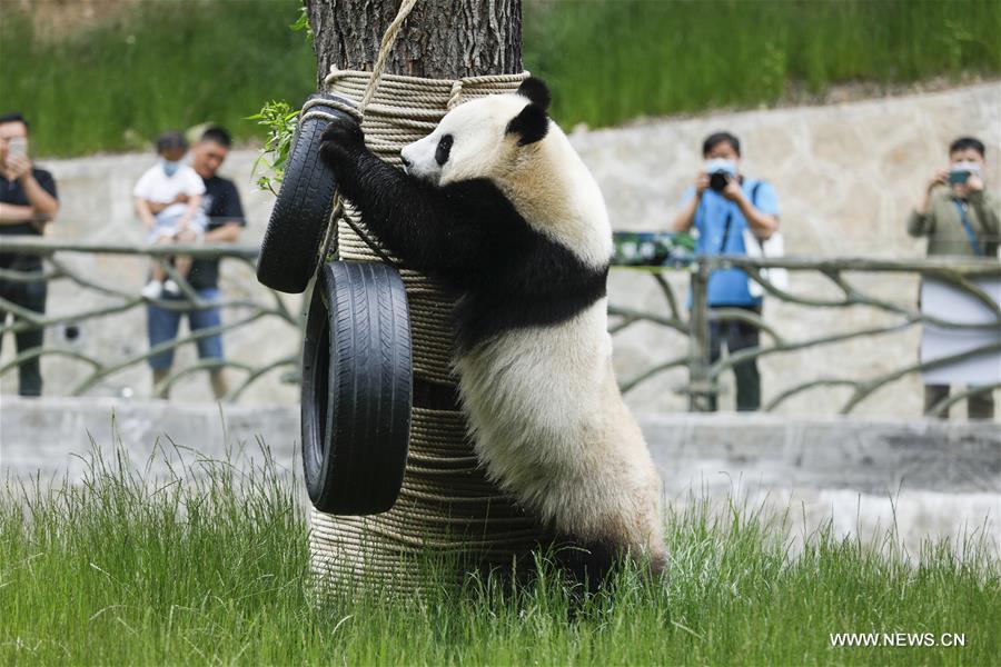 الصورة: باندا عملاقة تلعب في حديقة بجنوب غربي الصين