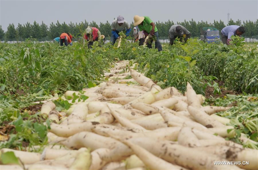 الصورة: حصاد الفجل الأبيض لزيادة دخول المزارعين في شمالي الصين