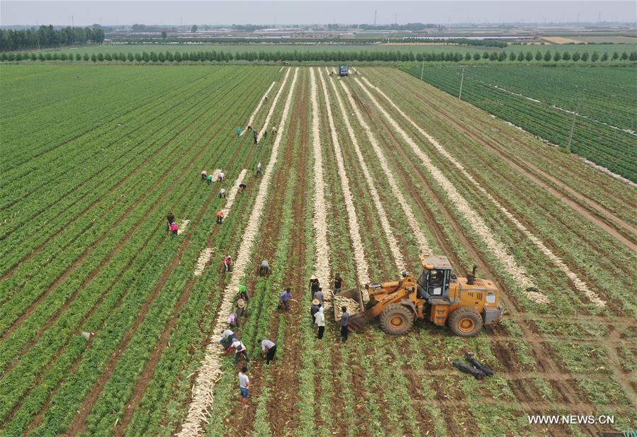 الصورة: حصاد الفجل الأبيض لزيادة دخول المزارعين في شمالي الصين