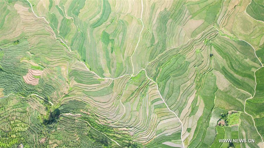الصورة: مناظر حقول مدرجة في جنوب غربي الصين