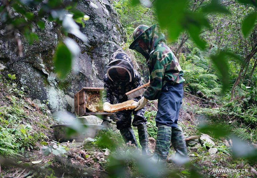 الصورة: النحل يساهم في تحقيق الثراء في جنوبي الصين