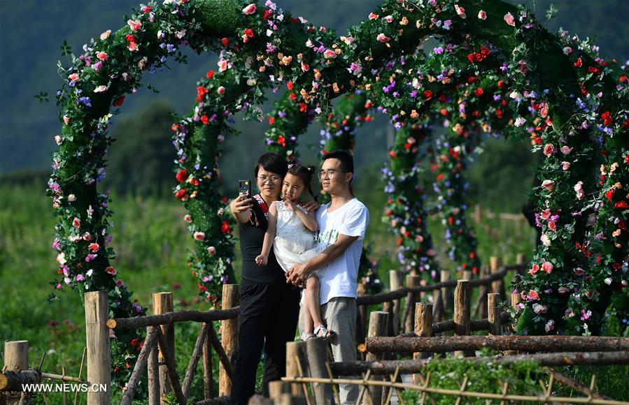 الصورة: حديقة صناعية لزهرة الترمس في شمال غربي الصين