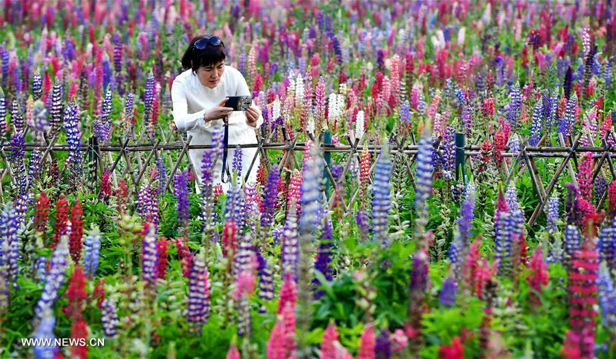 الصورة: حديقة صناعية لزهرة الترمس في شمال غربي الصين