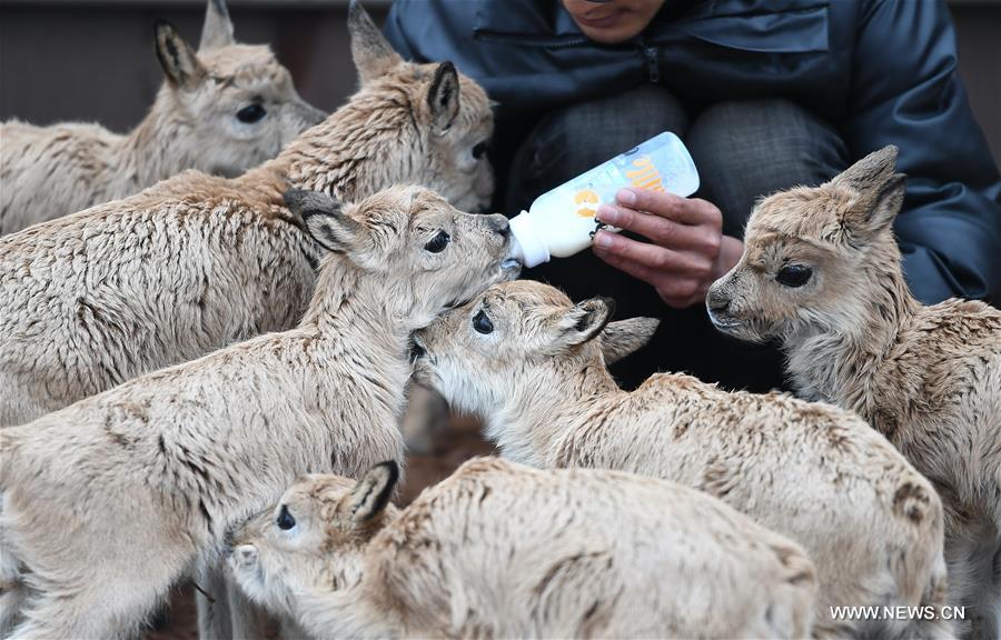 الصورة: إنقاذ 11 من صغار الظباء التبتية في شمال غربي الصين 