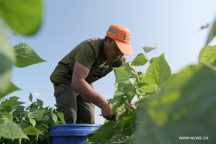 الصورة: زراعة الفاصوليا الخضراء تخفف الفقر في شمال شرقي الصين 