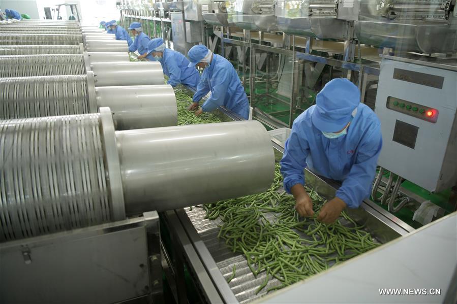 الصورة: زراعة الفاصوليا الخضراء تخفف الفقر في شمال شرقي الصين 