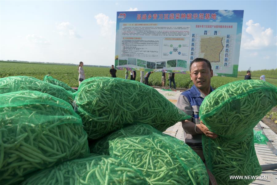 الصورة: زراعة الفاصوليا الخضراء تخفف الفقر في شمال شرقي الصين 