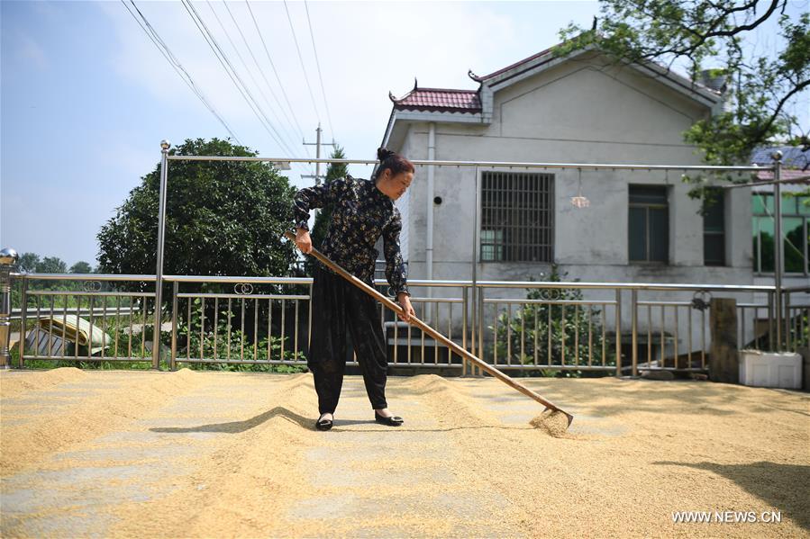 الصورة: موسم الحصاد وتجفيف الحبوب في وسط الصين