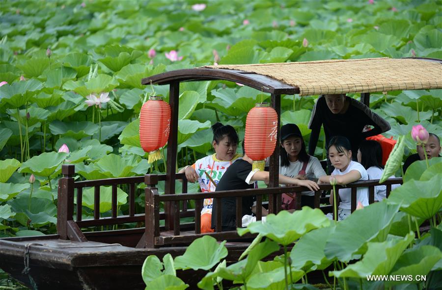الصورة: زهور اللوتس تجذب الزوار شمال شرقي الصين