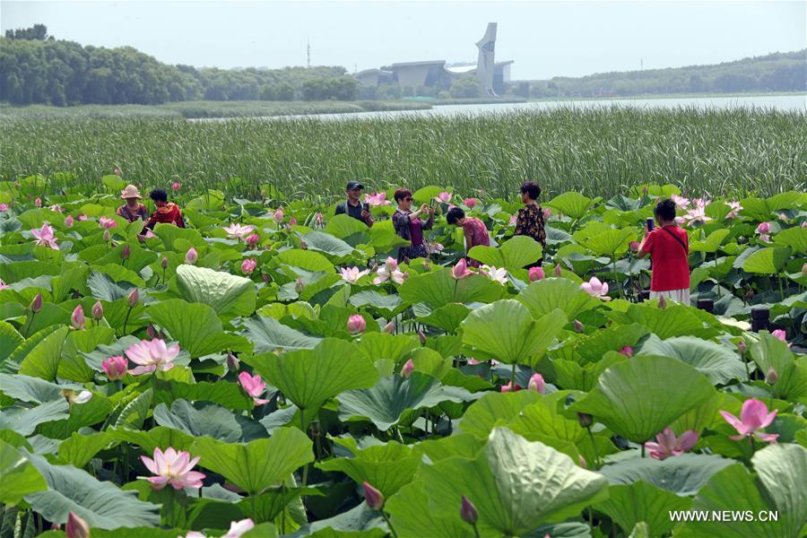 الصورة: زهور اللوتس تجذب الزوار شمال شرقي الصين