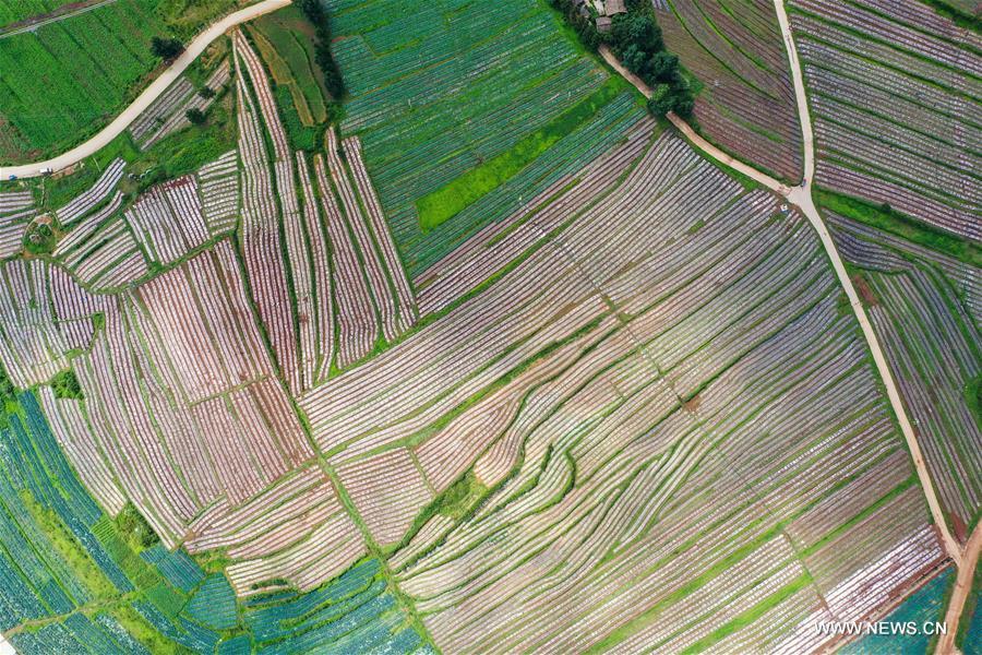 الصورة : زراعة الخضروات في هضبة بجنوب غربي الصين 