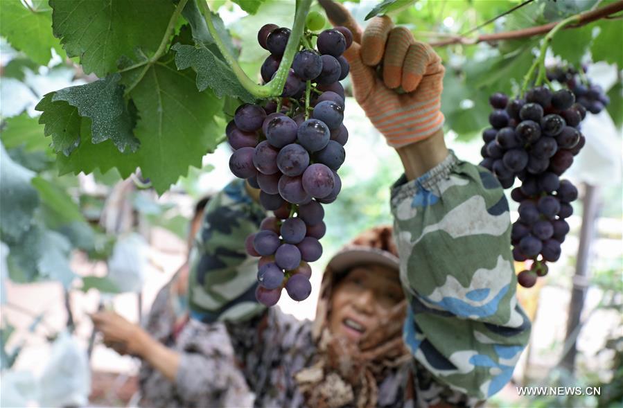 الصورة: مزارع العنب تدفع زيادة الدخول في شمال شرقي الصين 