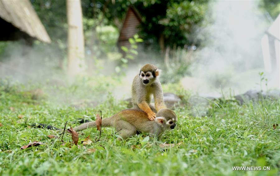 الصورة: تخفيف حرارة الصيف عن الحيوانات في حديقة حيوان شانغهاي 