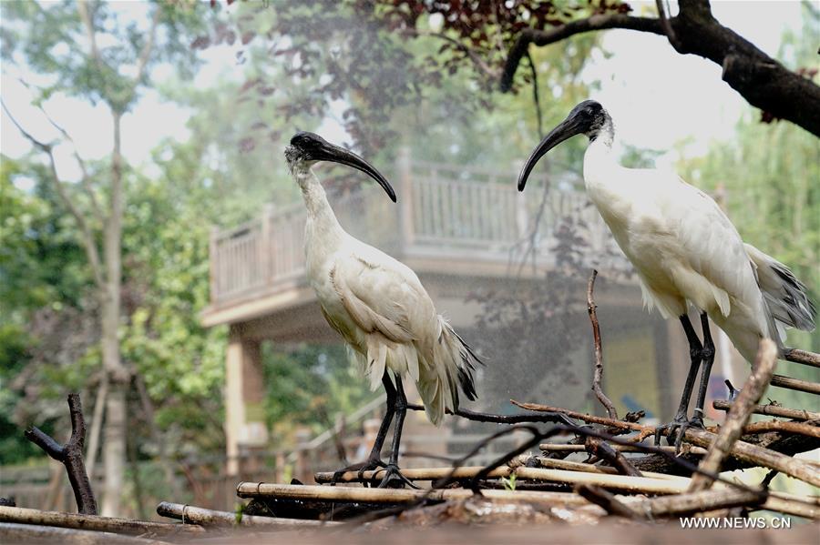 الصورة: تخفيف حرارة الصيف عن الحيوانات في حديقة حيوان شانغهاي 