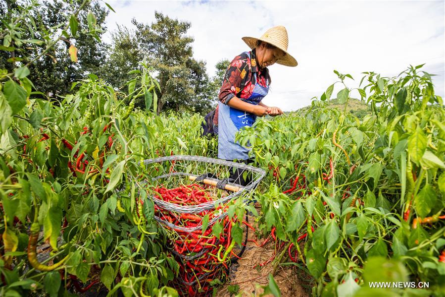 الصورة: زراعة الفلفل الحار تساعد المزارعين على زيادة دخولهم
