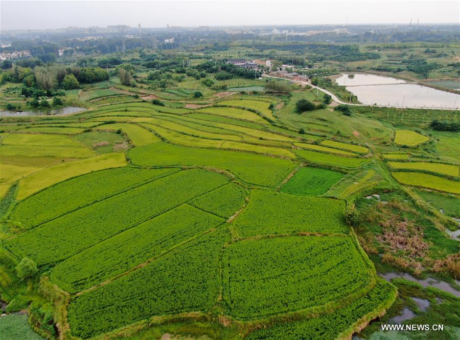 الصورة: المناظر الجميلة لحقول الأرز تشكل "لوحة فنية" في مقاطعة خنان بوسط الصين