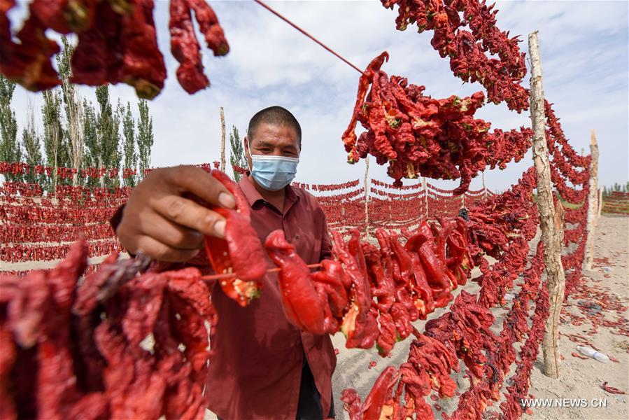 الصورة: حصاد الفلفل الحار في منطقة شينجيانغ بشمال غربي الصين