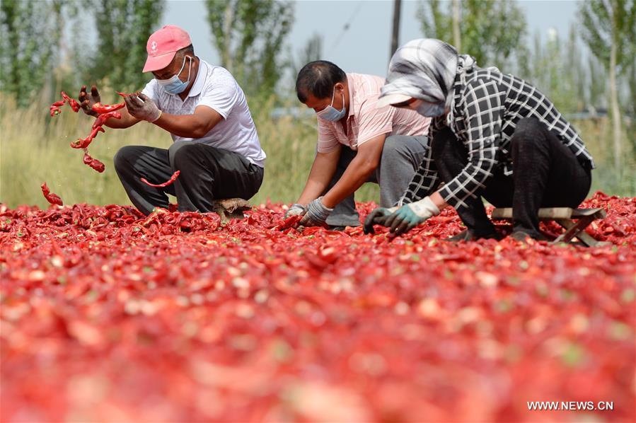 الصورة: حصاد الفلفل الحار في منطقة شينجيانغ بشمال غربي الصين