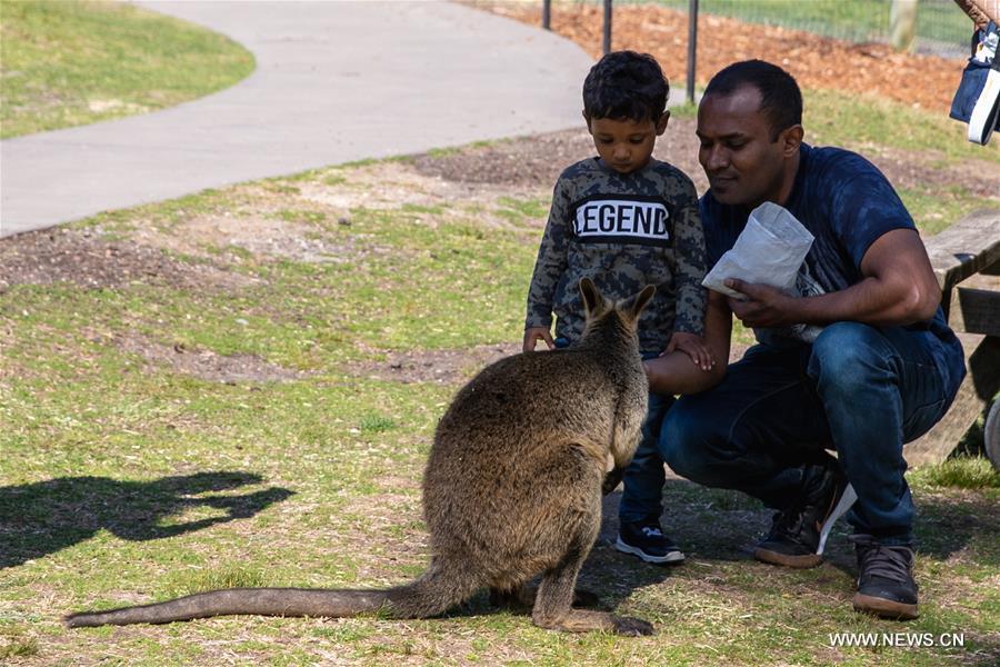 （国际疫情·新华网）（3）悉尼多家动物园恢复营业