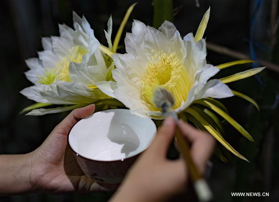 الصورة: التلقيح الاصطناعي الليلي لزهور فاكهة التنين في شمالي الصين