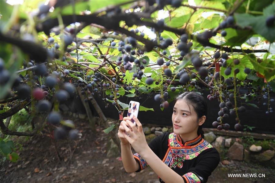 الصورة : زراعة العنب تعزز دخول أبناء قومية شه في جنوب شرقي الصين
