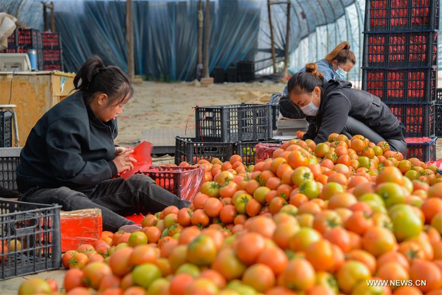 الصورة: حصاد الطماطم في منغوليا الداخلية