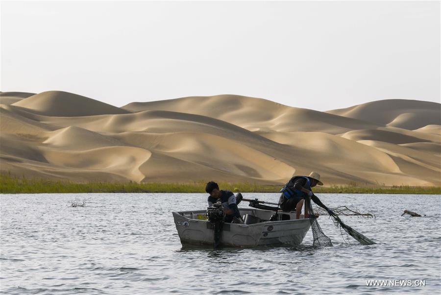 الصورة : صيد السرطان في بحيرة داخل الصحراء في شمالي الصين