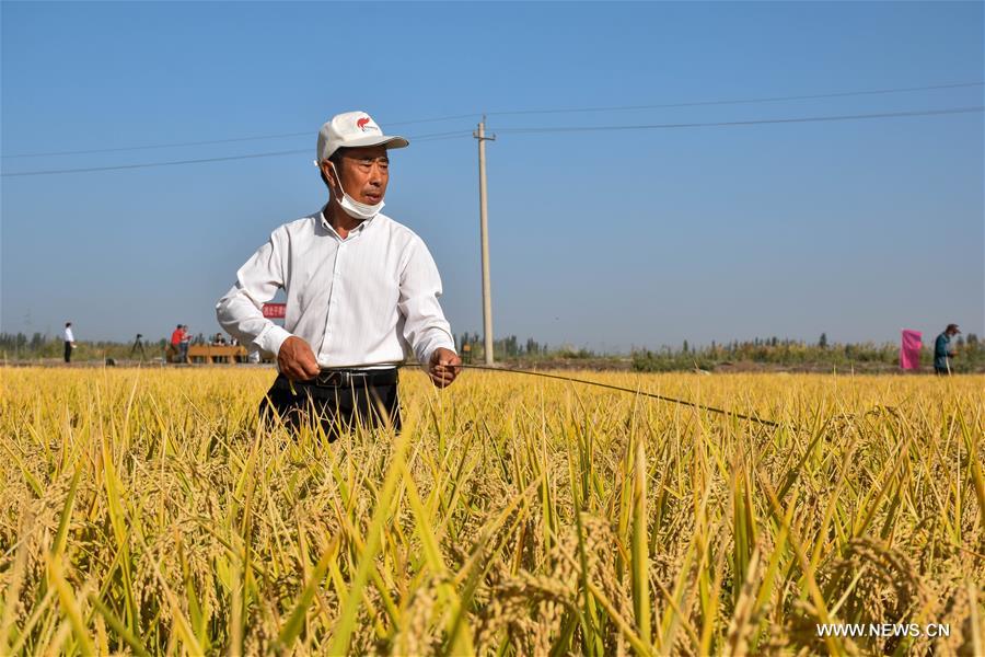 الصورة : إنتاج الأرز الصالح للتربة المالحة في شمال غربي الصين