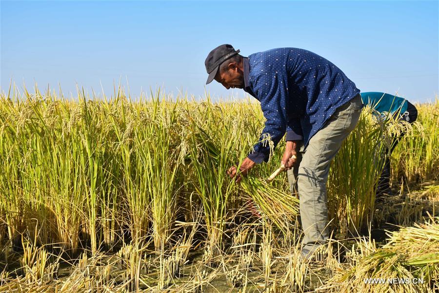 الصورة : إنتاج الأرز الصالح للتربة المالحة في شمال غربي الصين