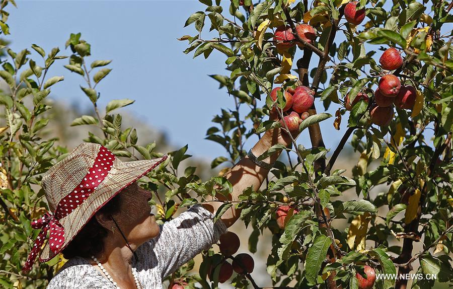 الصورة: موسم حصاد التفاح في لبنان 