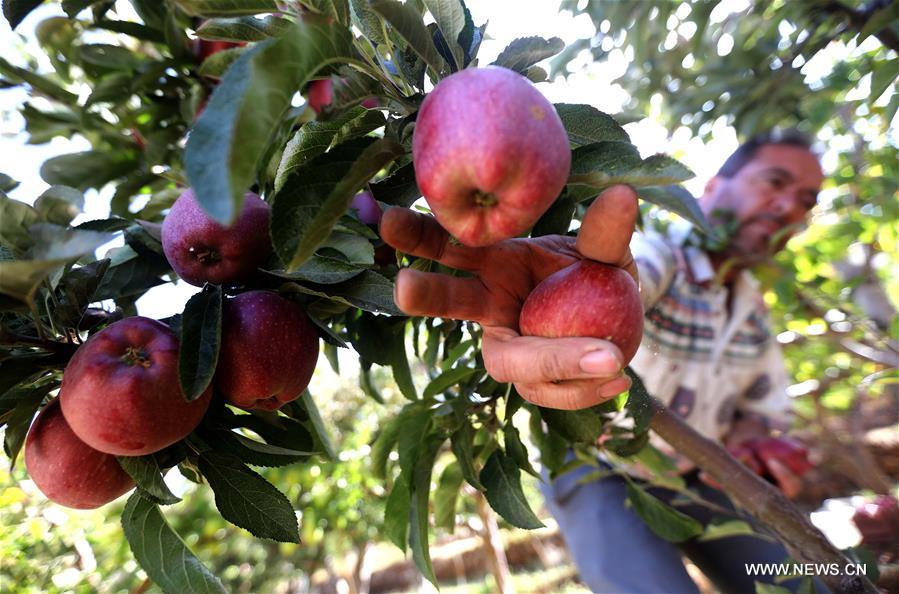 الصورة: موسم حصاد التفاح في لبنان 