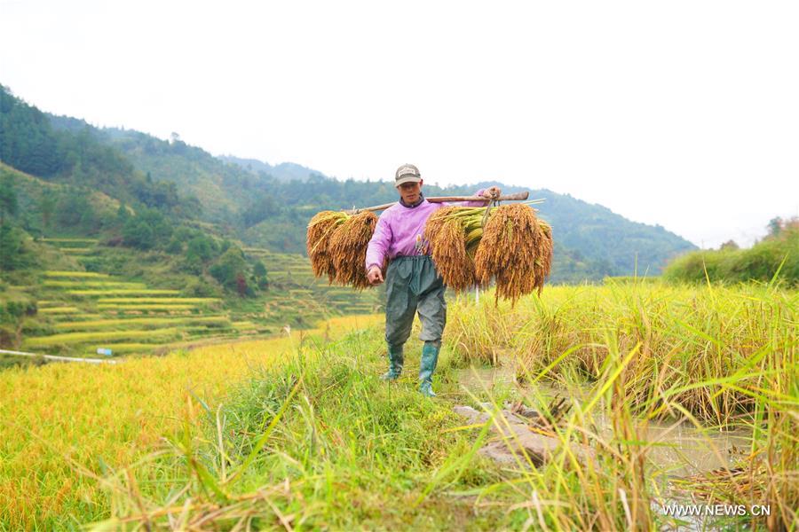 الصورة: حصاد الأرز في قويتشو