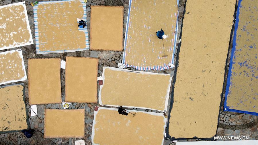 الصورة: حصاد الأرز في قويتشو