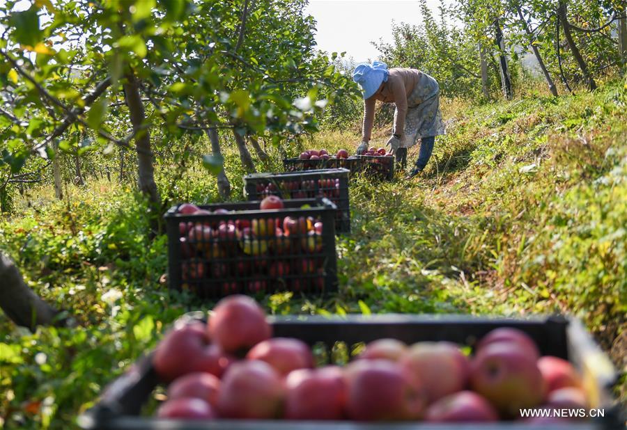 الصورة: حصاد التفاح في قرية بشمال شرقي الصين