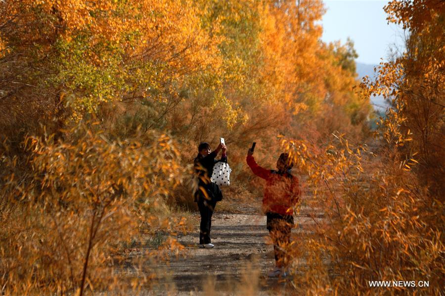 الصورة: غابة حور فراتي في الخريف تجذب السياح بشمال غربي الصين