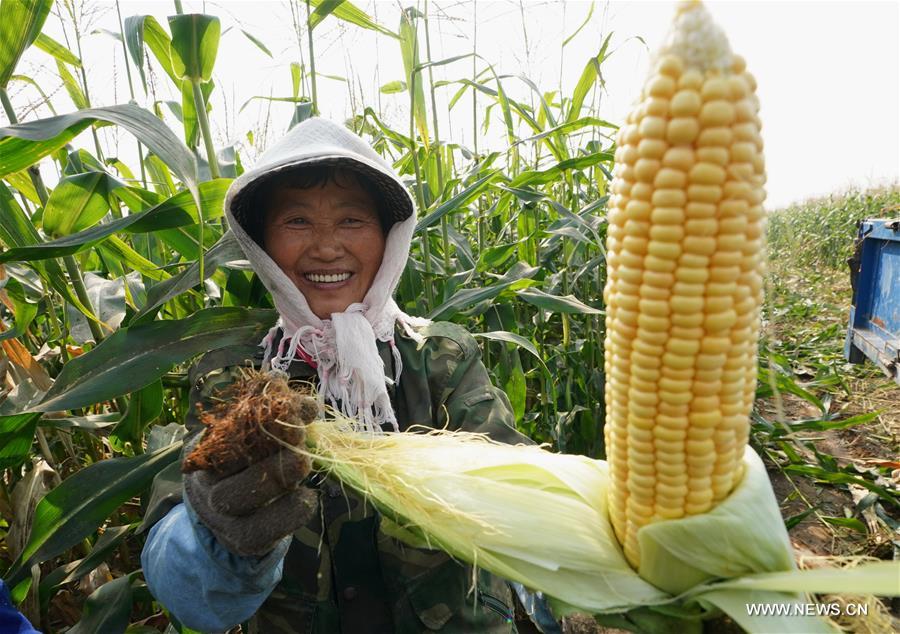 الصورة: الحصاد الوافر للذرة في مقاطعة شمالي الصين  