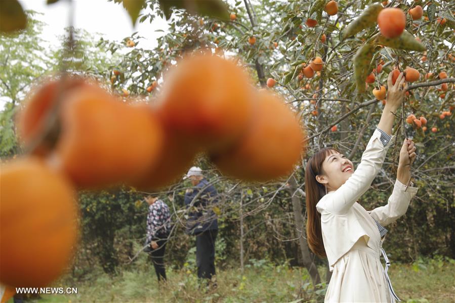 الصورة: تنمية اقتصاد الفواكه تساعد على النهوض الريفي في محافظة بوسط الصين